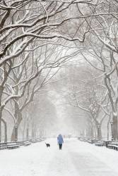 Woman Walking Her Dog During A Snowstorm At The Mall In Central Park , NYC