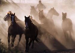 A Group Of Horses Kick Up The Dirt As They Are Driven Down A Roundup Shoot In The Early Morning On A Colorado Ranch .
