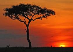 Kenya . As The Sunsets On The Masai Mara Reserve , The Acacia Tree And Gazelles Are Silhouetted On The Horizon .