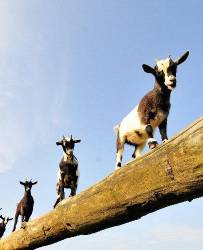 Goat Riders In The Sky
