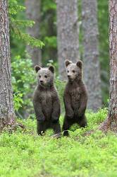 European Brown Bear Cubs Standing Upright On The Forest Floor In The Bilberry In A Forest In Finland