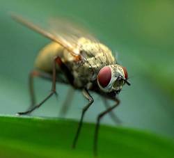 Macro Of Fly II