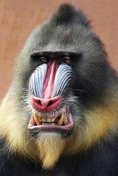 Mandrill ( Mandrillus Sphinx )