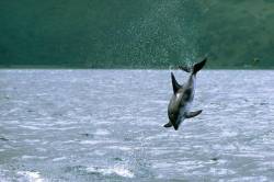 Dusky Dolphin Breeching And Jumping Near Kaikoura , New Zealand
