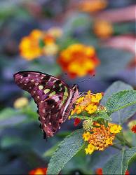 Tail Jay Butterfly With Flowers Crystal Gardens Victoria , British Columbia , Canada