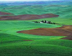 Spring Wheat With Farmhouse The Palouse , Near Colfax , Washington