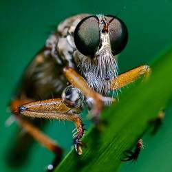 Robber Fly ( Family Asilidae ) & Droplet In Square Crop