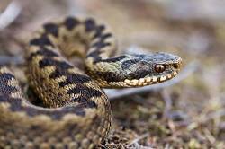 Close Up Of Adder , Surrey , England