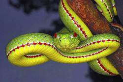 Popes Pit Viper , Trimeresurus Popeorum