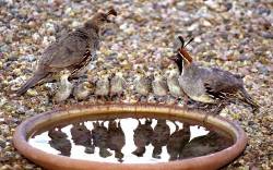 Quail Family Gathering At Watering Bowl