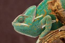 Veiled Chameleon , Chamaeleo Calyptratus , Vivarium Subject