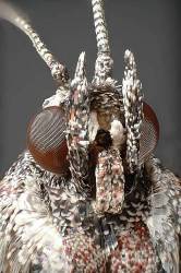 Moth Face Family Portrait