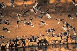 Turtle Doves Drinking At A Waterhole , Kalahari Gemsbok Park , South Africa