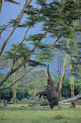 Elephant Balancing On Hind Legs To Reach The Nutritious Branches Of An Acacia Tree , Ngorongoro Crater . No . 3 Of 5 Images . Ngorongoro Crater , Lerai Forest . Tanzania