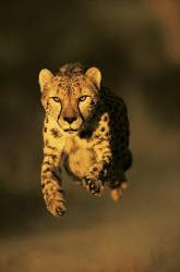Cheetah ( Acinonyx Jubatus) In Full Sprint Viewed Head On . South Africa