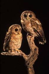 Wood Owl Pair Perched On A Dead Tree