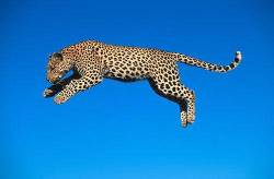 Leopard Descending From Leap Into The Air , Etosha , Namibia