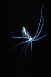 Pelagic Octopus In Open Ocean At Night , Red Sea , Egypt