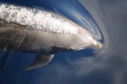 Bottlenose Dolphin ( Tursiops Truncvatus ) Blowing Just Below The Water Surface Sean Of Cortez Mexico
