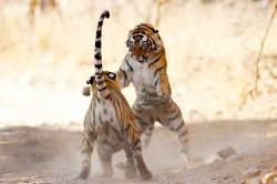 Tigers In Combat