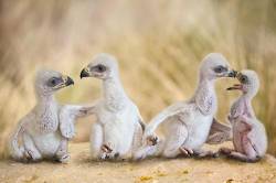 Four Baby Steppes Eagles