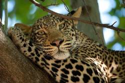Leopard ( Panthera Pardus ) , Tuli Block , Botswana