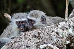 Young Vervets