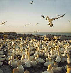 Cape Gannet About To Land In Its Colony . Bird Island . Lamberts Bay . West Cape . South Africa .