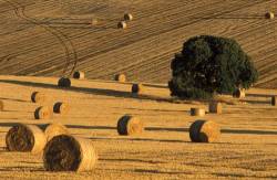 Hay Bales In Monoculture Field