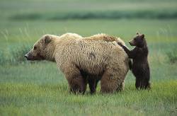 Alaskan Brown Bear ( Ursus Arctos Middendorffi ) Sow With 4 6 Month Old Cubs . Katmai National Park , Alaska