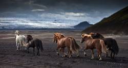 Horses On Black Sands , Iceland