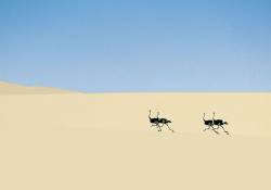 Two Pairs Of Male Struthioostriches In Perfect Symmetry Of Movement Race Across A White Sand Dune In The Skeleton Coast National Park , Namibia .