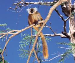 Female Black Lemur Nosy Komba NW Madagascar