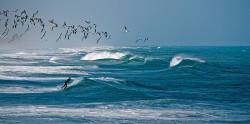 Surfer With A Flock Of Black Skimmers .