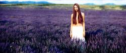 Lavender Field