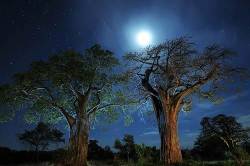Baobabs Trees , Tarangire National Park , Tanzania .