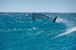 Dolphin At Lighthouse Beach NSW Australia