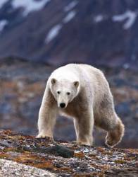 Polar Bear , Svalbard , Norway
