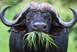 Portrait Of A Cape African Buffalo Bull Feeding On Lush Green Grass , Kruger National Park , Mpumalanga Province , South Africa
