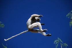Sifaka Verreaux Leaping Between Trees Preparing To Land Image 2 In Sequence B , Madagascar