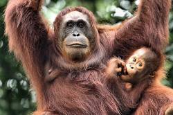 Endangered Due To Habitat Devastation The Baby Seems To Wonder If He Is Safe As His Mother Swings Through The Jungle , Borneo , SouthEast Asia