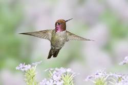 Annas Hummingbird In Babylon Flowers