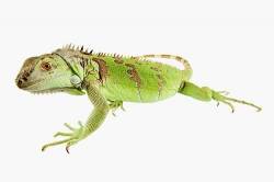 Common Green Iguana ( Iguana Iguana ) , Captive Animal , South Africa