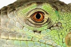 Close Up Of Common Green Iguanas Eye , Captive Animal , South Africa