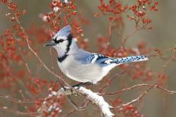 Blue Jay In Multiflora Rose BBJ0102