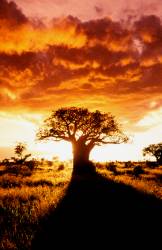 Baobab Tree In Tarangire National Park , Tanzania , Africa