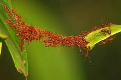Ants Balancing The Bridge To Move Between Trees