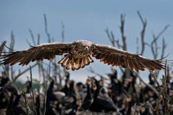 White Tailed Eagle Attacking Cormorants