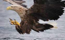 White Tailed Sea Eagle ( Haliaetus Albicilla ) About To Take Fish From Water , Flatanger , Norway , June 2008 . WWE INDOOR EXHIBITION