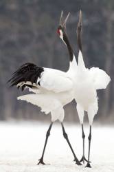 Japanese / Red Crowned Cranes {Grus Japonensis} Pair Calling , Akan , Hokkaido , Japan , February